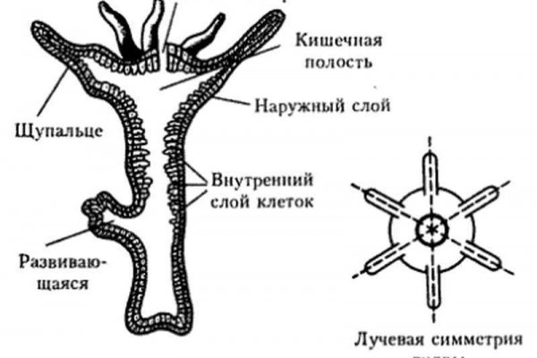 Kraken ссылка актуальная